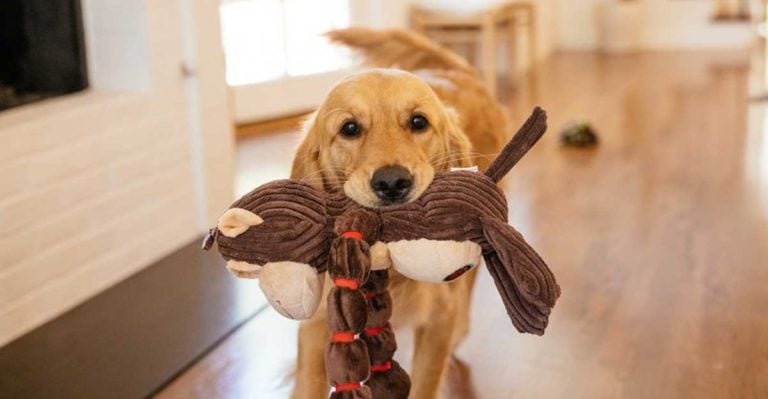 These 13 Dog Behaviors Are Actually Emotional Check-Ins