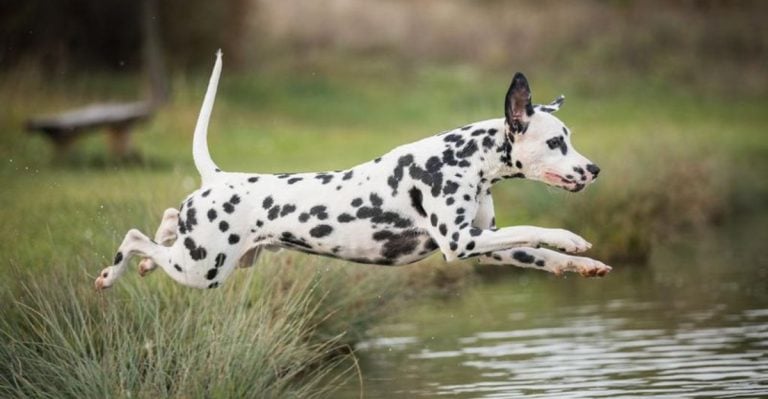 These 13 Dog Breeds Aren’t Ideal for Seniors—Here’s Why