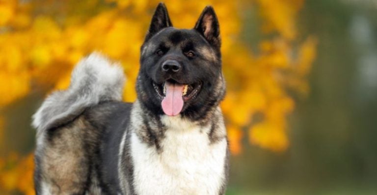 These 13 Massive Dog Breeds Come with Massive Problems