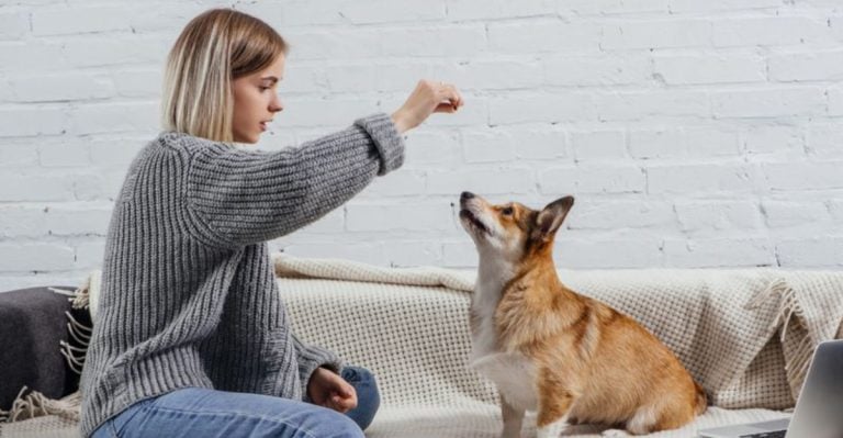 These 13 Sweet Habits Will Help Your Rescue Dog Feel Safe Again