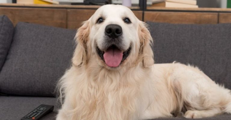 These 14 Dogs Always Know Exactly What You’re Thinking