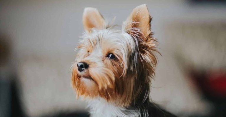 These 15 Breeds Would Rather Be in Your Lap Than at the Dog Park