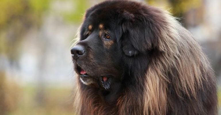These 15 Dog Breeds Struggle Most with Socialization—Here’s What You Should Know