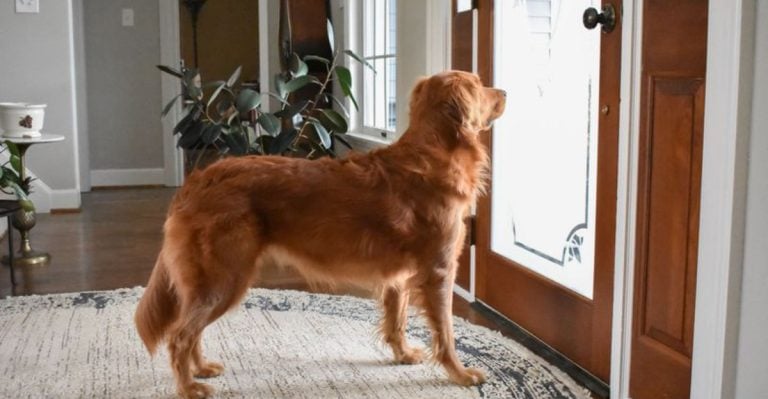 These 15 Dogs Can Sense When You’re Coming Home Before You Even Arrive