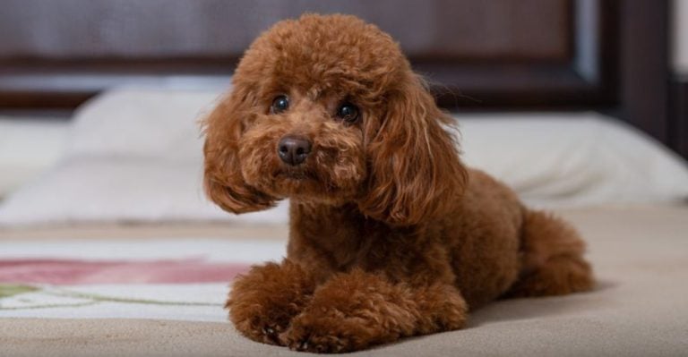 These 16 Breeds May Not Be Right for Busy Owners