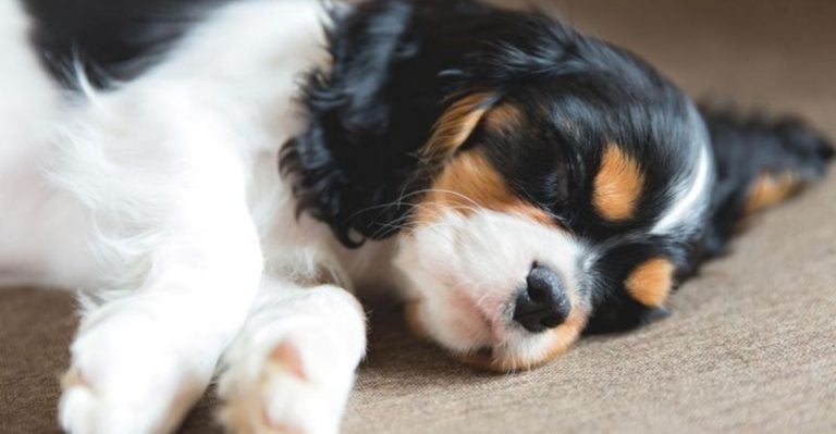 These 16 Dogs Will Never Let You Sleep Alone Again