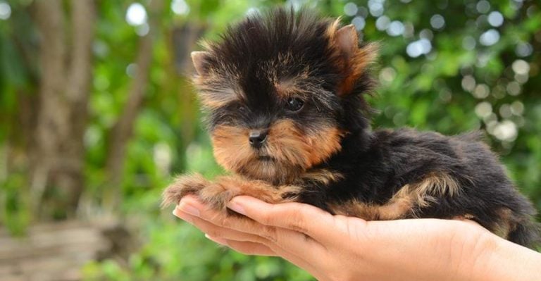 These 16 Mini Dog Breeds Might Just Fit in Your Pocket