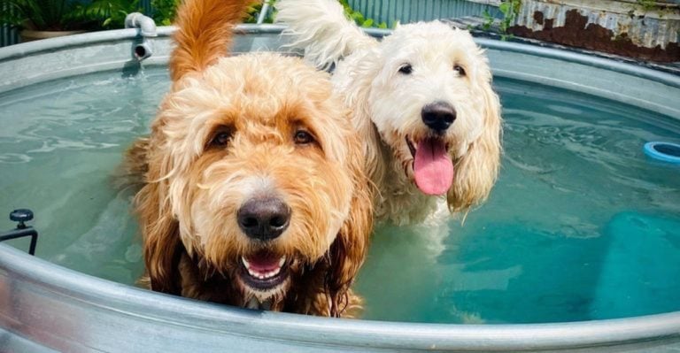 These 17 Scientifically Proven Dog Cooling Tips Work Like a Charm