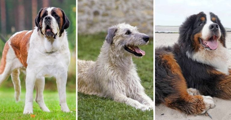 These 20 Adorable Dogs Have Surprisingly Short Lifespans