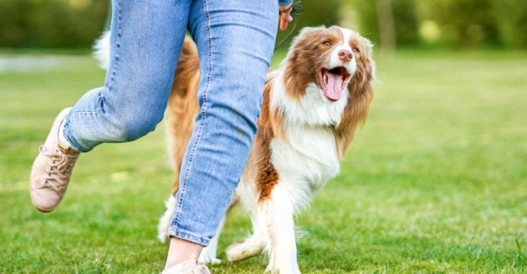 These 7 Dog Habits Reveal a Deep Emotional Bond With You