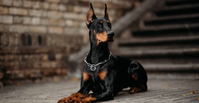 These 7 Dogs Are a Burglar’s Worst Nightmare