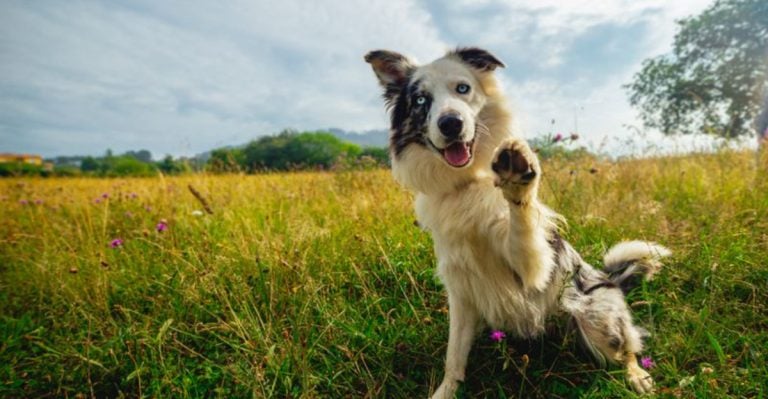 They’re Not Just Being Naughty: 9 Dog Behaviors You’re Probably Misreading