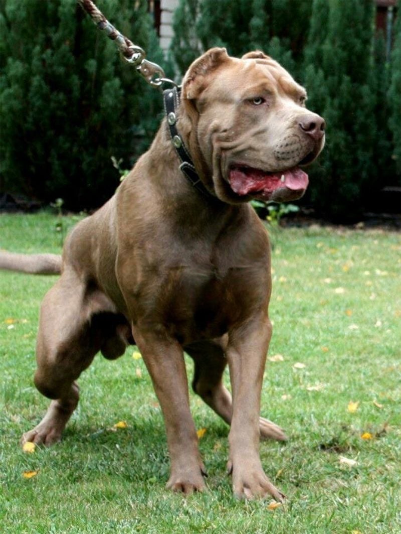 Bandog: The Modern Guardian Mix