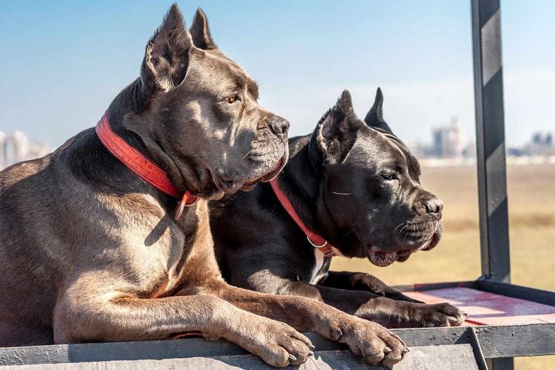 Cane Corso: The Italian Bodyguard