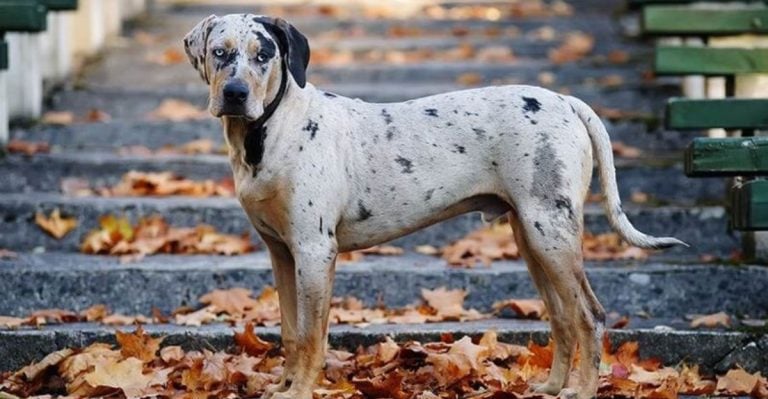 Top 10 Most Exotic Dog Breeds in the World