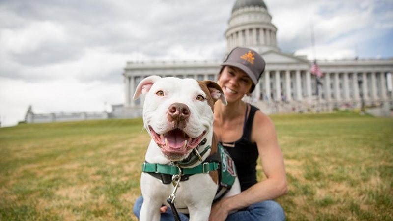 How You Can Help Restore the Pit Bull’s True Legacy