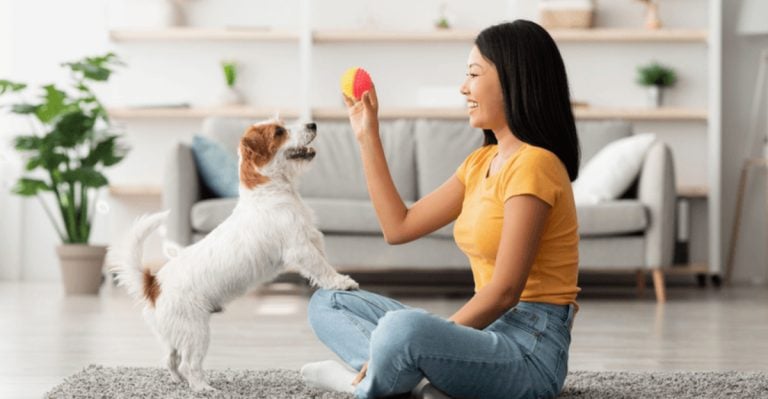 Train Your Dog Like a Pro: 9 Genius Tips That Actually Work