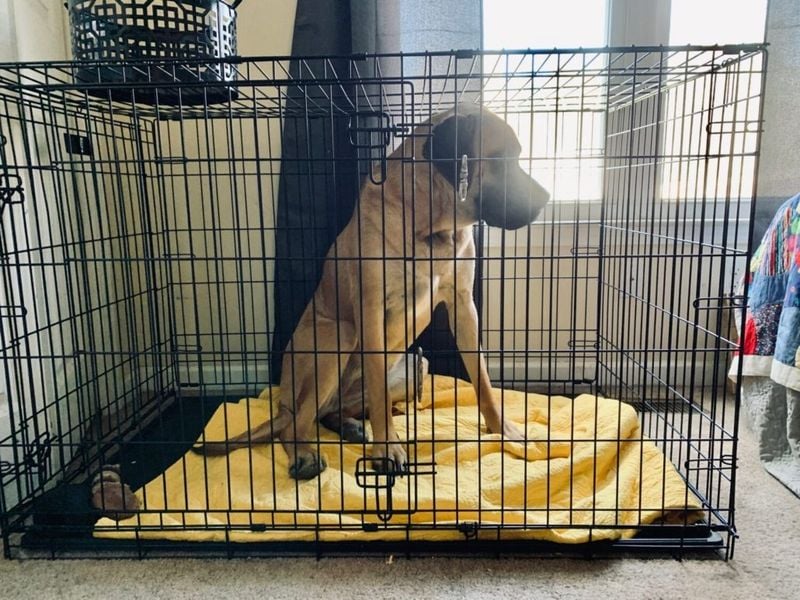 Secure All Pets and Small Animals
