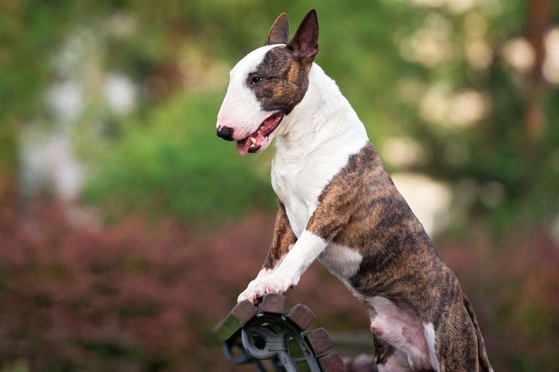 English Bull Terrier