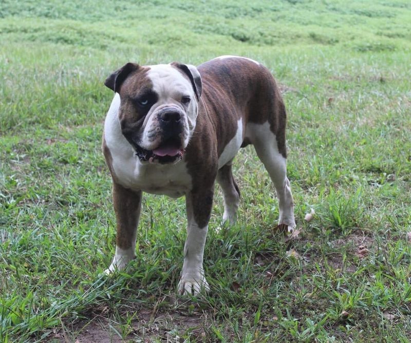 Alapaha Blue Blood Bulldog: The Southern Rarity