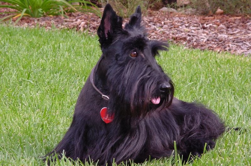 Scottish Terrier: The Stubborn Sentinel