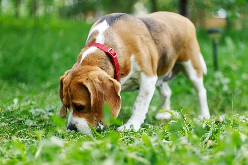 Beagle: The Nose That Never Rests