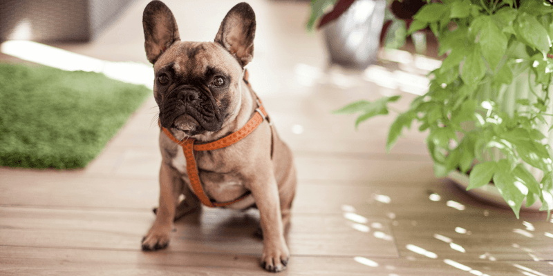 French Bulldog