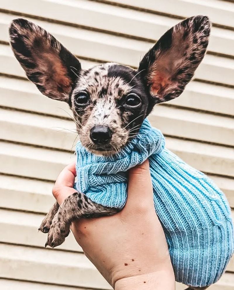 Chihuahua