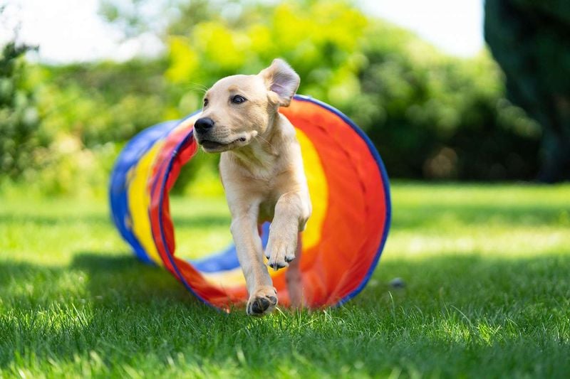 Build Confidence With Obstacle Courses