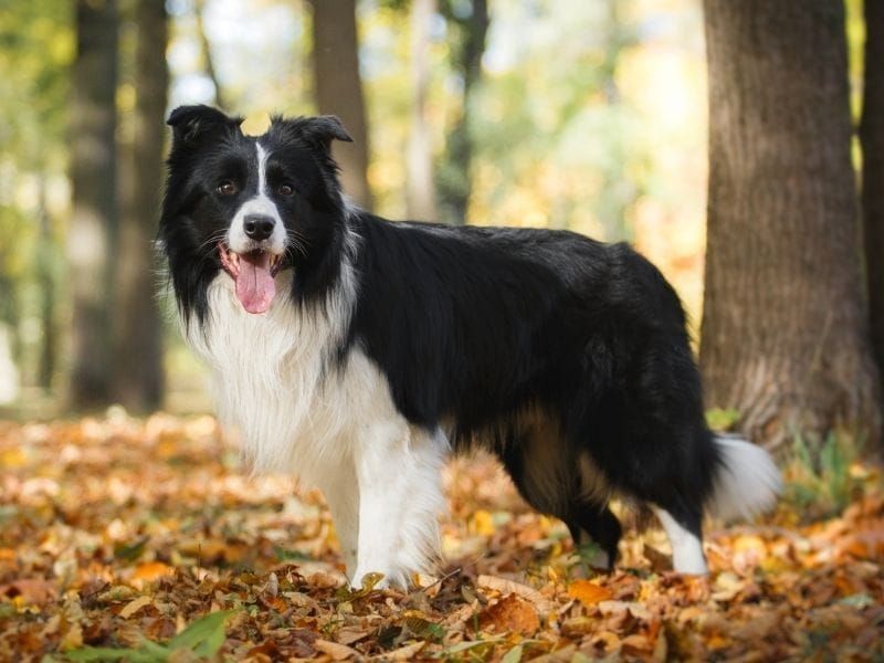 Border Collie