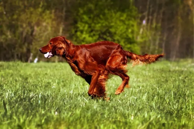 Irish Setter