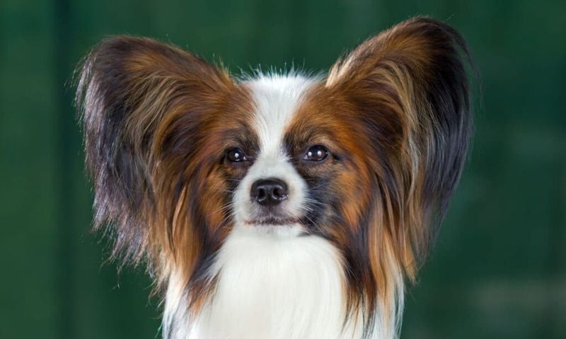 Papillon: Butterfly-Eared Brainiacs with Sixth-Sense Connection