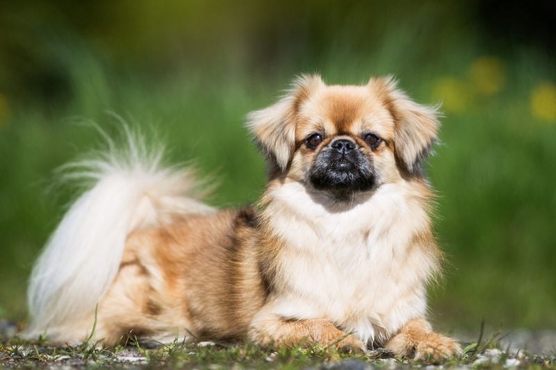 Tibetan Spaniel