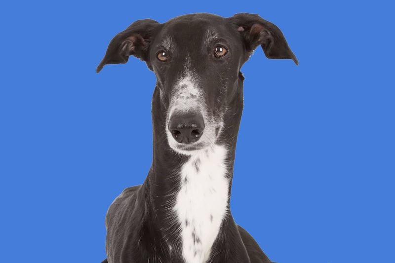 Chart Polski (Polish Greyhound)