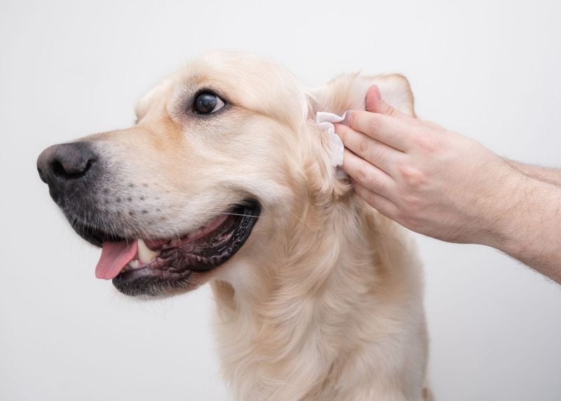 Apple Cider Vinegar Ear Cleanser