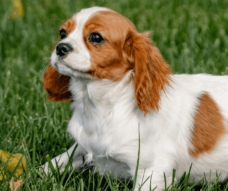 Cavalier King Charles Spaniel: Royal Devotion in a Small Package