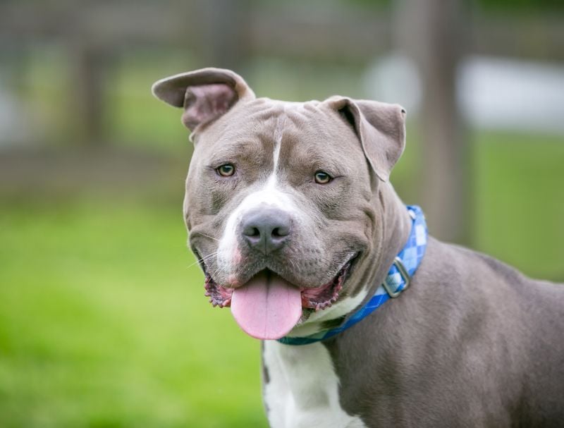 What the Pit Bull’s Story Tells Us About Dog Breeding Ethics