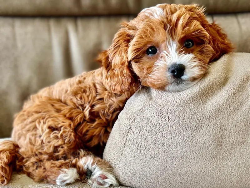 Cavapoo: The Pocket-Sized Charmer