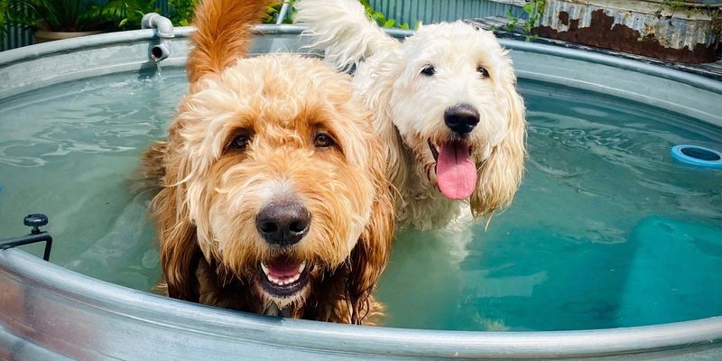 Give Them a Kiddie Pool or Sprinkler to Play In