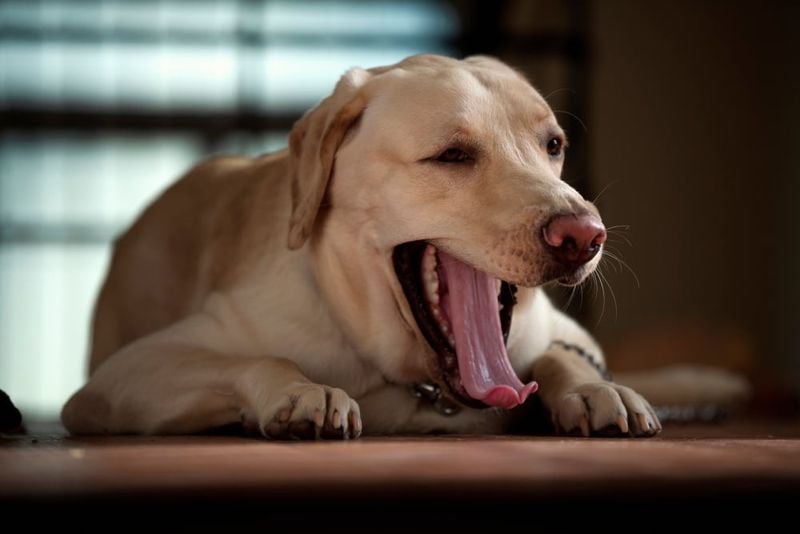 Recognize and Respond to Your Dog's Stress Signals