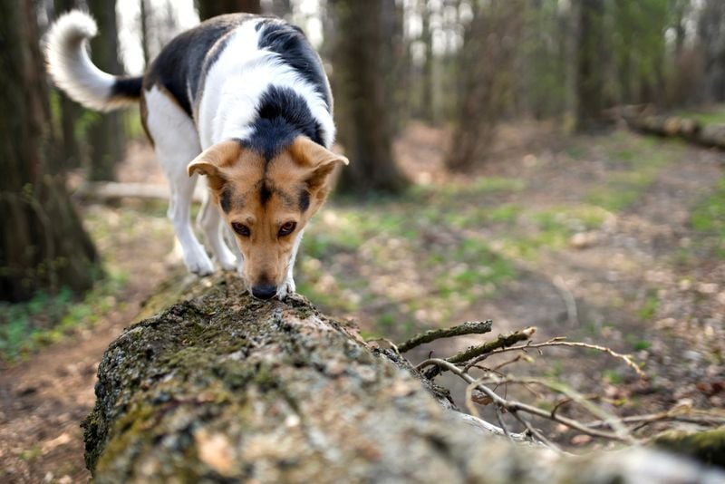 Let Them Sniff During Walks