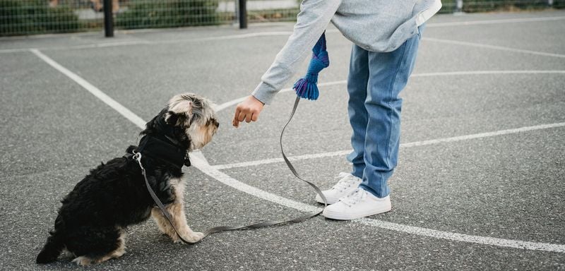 Stay: Teaching Patience and Control
