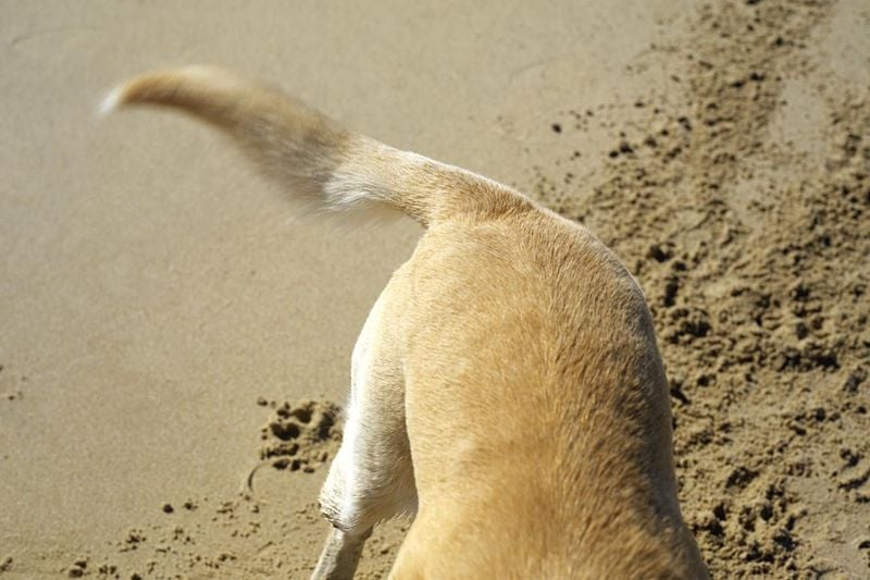 A Wagging Tail Always Means a Happy Dog