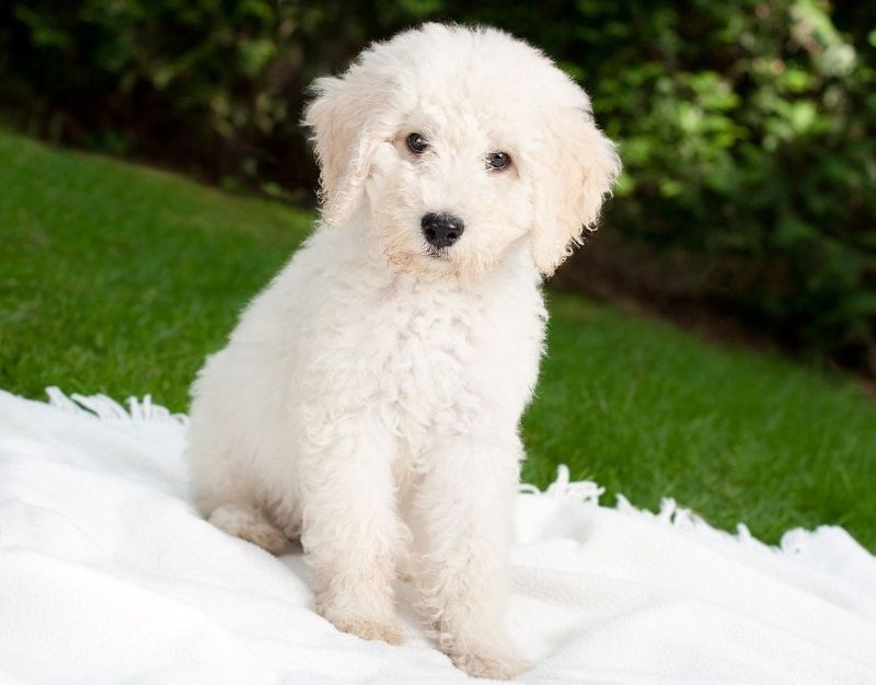 Labradoodle: The Friendly Hybrid Without the Funk