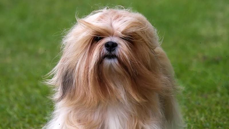 Lhasa Apso: The Regal Guardian