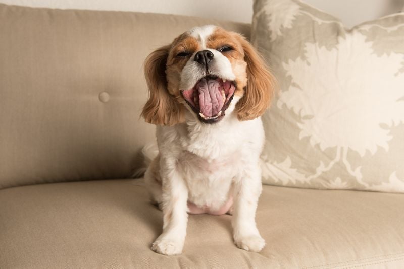 Cavalier King Charles Spaniel