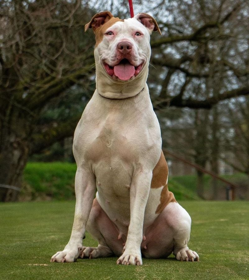 American Bulldog x Pit Bull (Bullypit)
