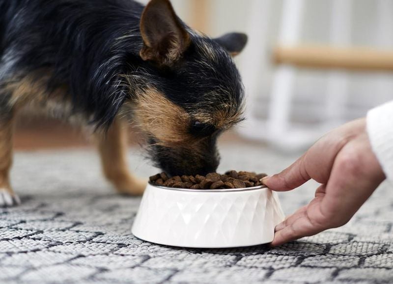 Feed Them Well