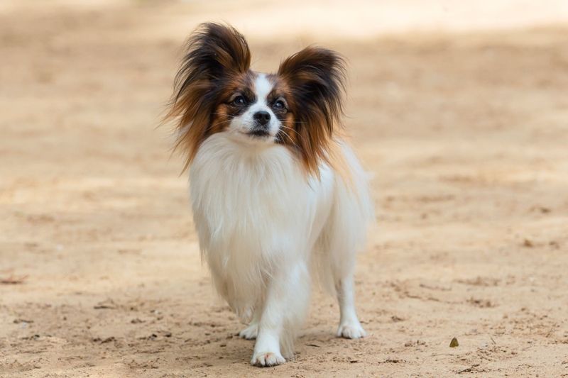Papillon: The Butterfly Soul With Radar Ears