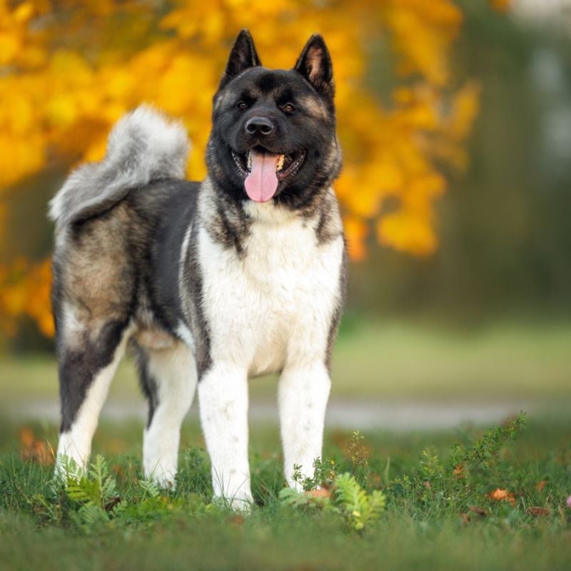 Akita: The Dignified Dominator
